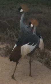 Wild Crowned Cranes on Fuerteventura