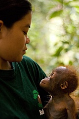 Borneo Orangutan Survival